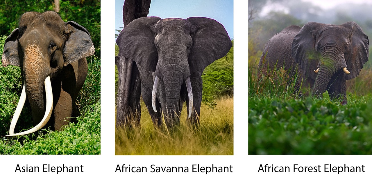 Fascinating Facts About Elephants Fascinating Facts About Elephants