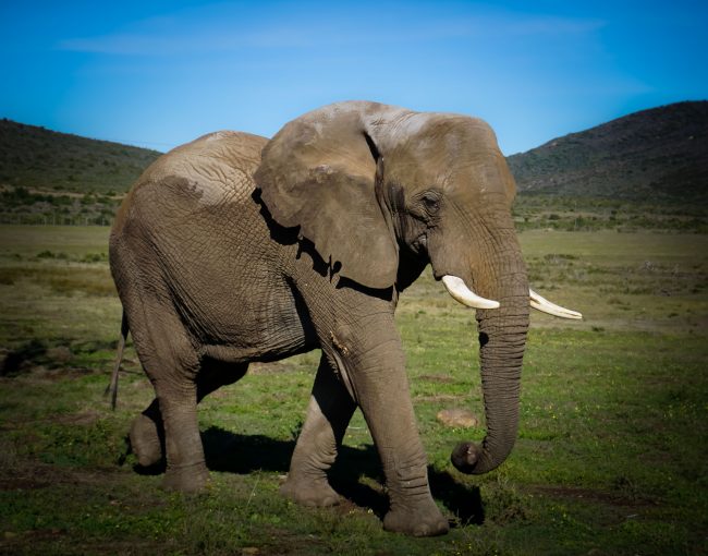 Wild African elephants may have domesticated themselves