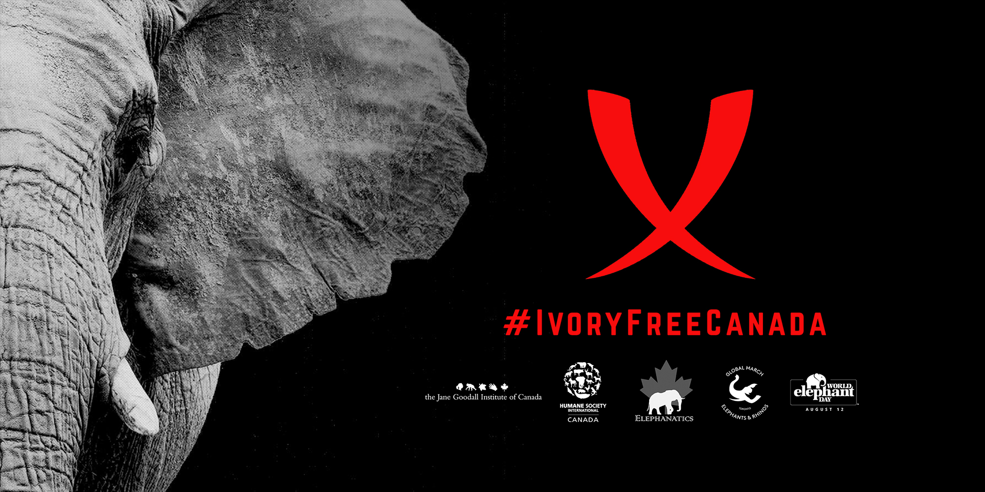 IvoryFreeCanada-SM-Facebook-Header1