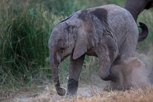 June/July 2019. Moving Giants 2019. Translocation of elephants from Venetia Limpopo Nature Reserve (South Africa) to Zinave National Park (Mozambique). Picture: James Oatway