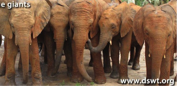 Orphan Elephant Foster event