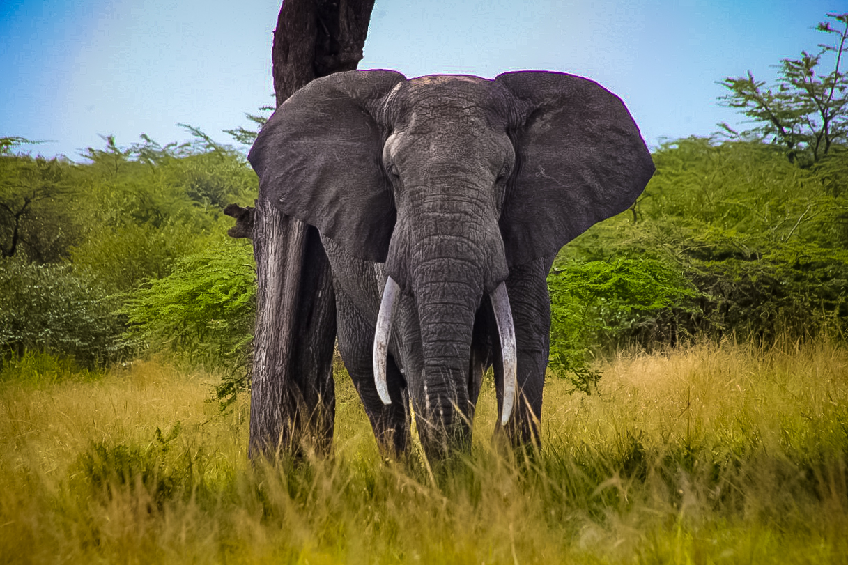 Photo Courtesy of Mara Elephant Project
