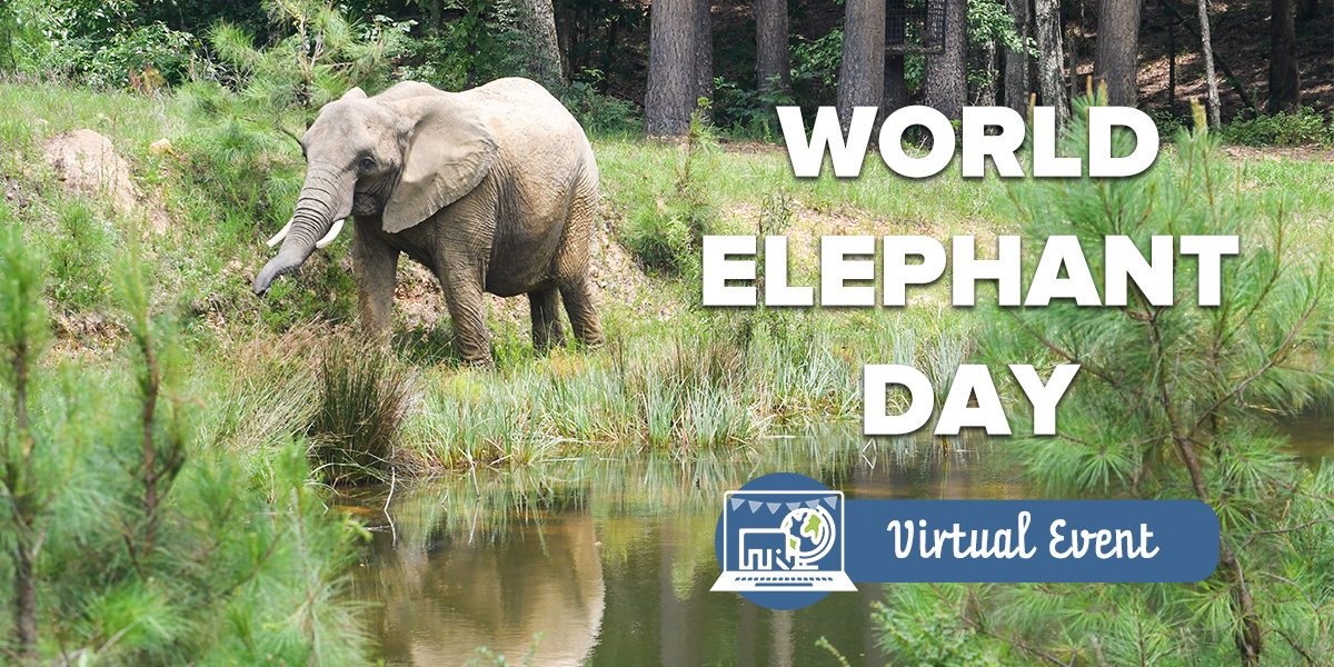World_Elephant_Day_2021_8.12.20_Email_Header