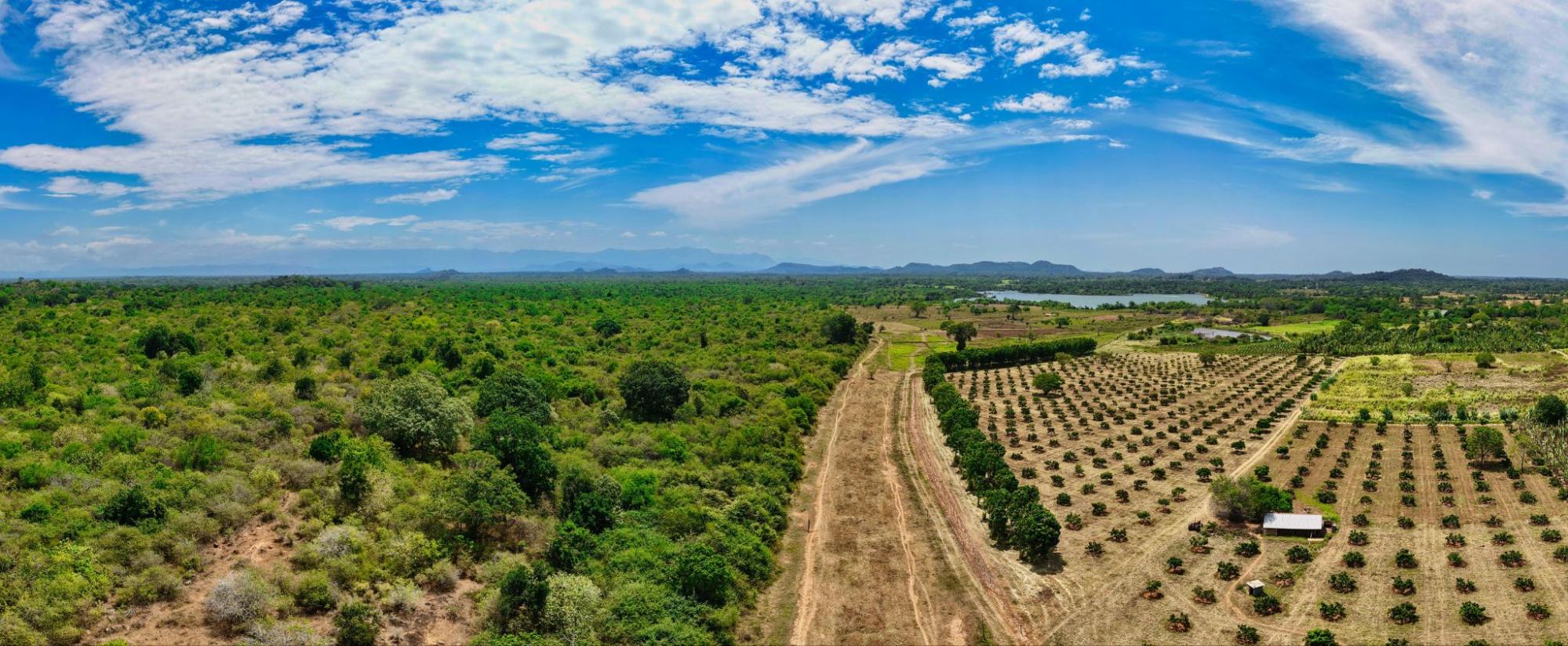 A national park and mango field in Sri Lanka — elephant habitat vs commercial cropPhoto: Sateesh Venkatesh