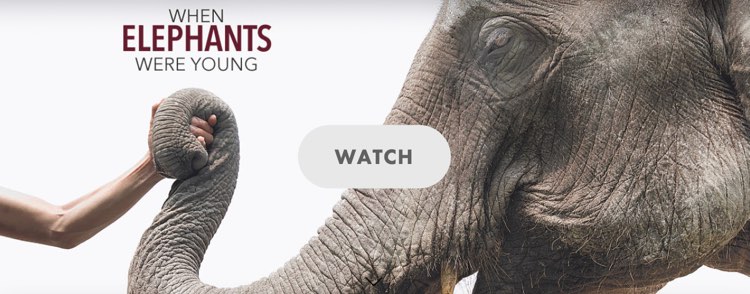 watch when elephants were young